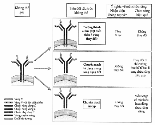Các thay đổi của cấu trúc kháng thể trong quá trình đáp ứng miễn dịch dịch thể.