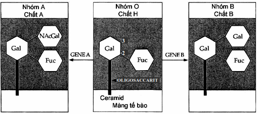 Sơ đồ cấu tạo kháng nguyên ABO