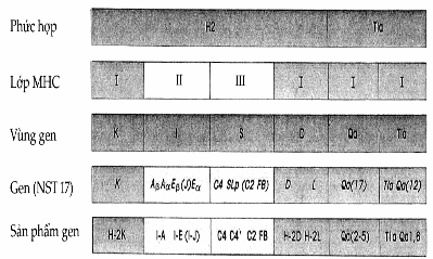 Sơ đồ vị trí các gen MHC