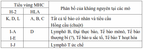 Phân bố của kháng nguyên MHC ở các mô.