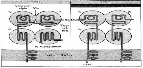 Sơ đồ minh họa cấu trúc các phân tử MHC lớp I và II.