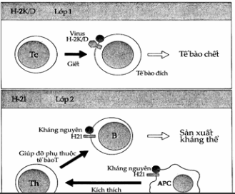 Tóm tắt các chức năng của MHC ở chuột.