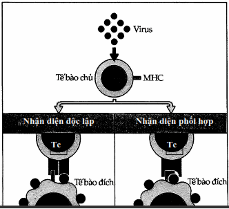 Hai giả thuyết về việc tế bào Tc nhận diện kháng nguyên virus và MHC trên bề mặt tế bào đích.