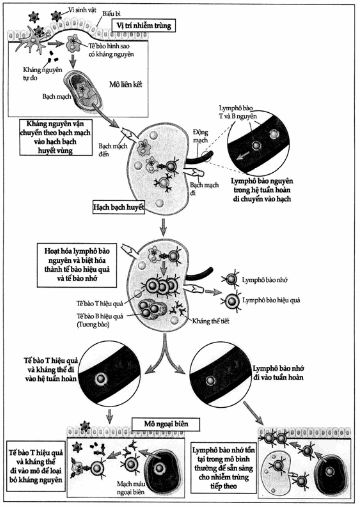 Tóm tắt đáp ứng miễn dịch in vivo.