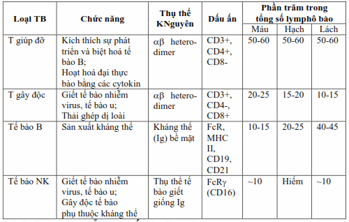 Các quần thể lymphô bào