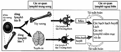 Sự trưởng thành của tế bào lymphô