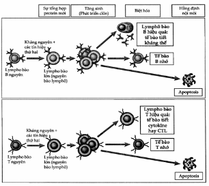 Các giai đoạn hoạt hoá lymphô bào