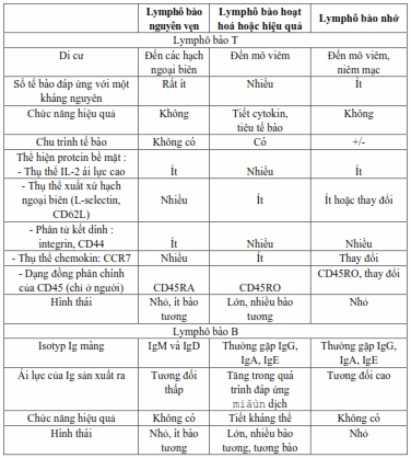 Tính chất của tế bào lymphô nguyên vẹn, hiệu quả và nhớ