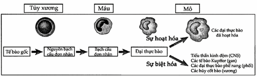 Sự trưởng thành của thực bào đơn nhân