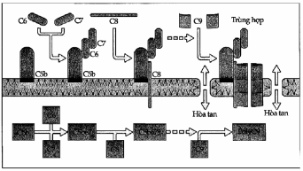 Sự hình thành phức hợp tấn công màng C5-9.