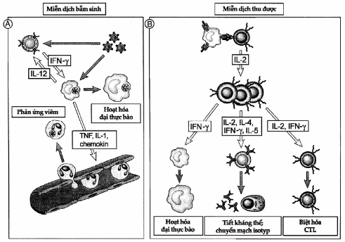 Các chức năng của cytokin trong sức đề kháng của cơ thể chủ.