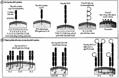 Cấu trúc của các thụ thể cytokin.