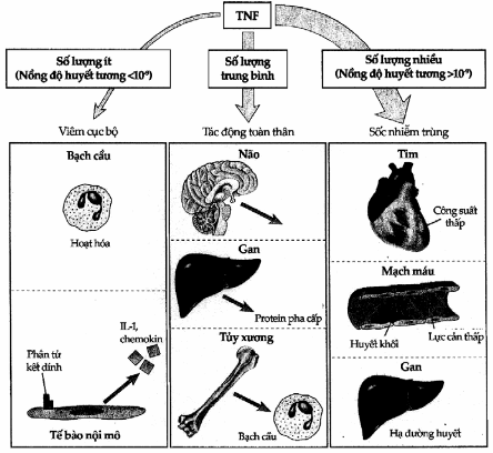 Các hoạt tính sinh học của TNF