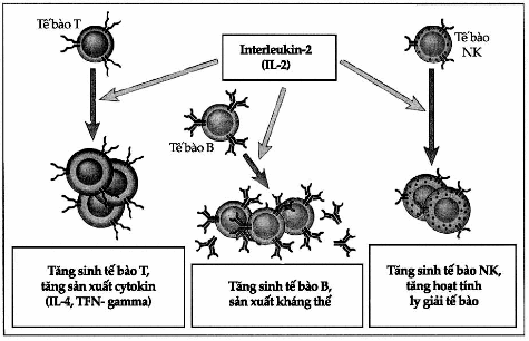 Hoạt tính sinh học của IL-2.
