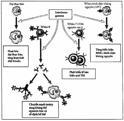 Hoạt tính sinh học của interferon-γ.