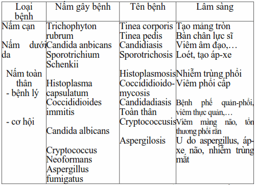 Một số bệnh nhiễm nấm ở người.