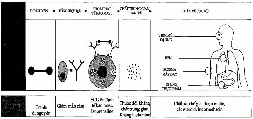 Điều trị bệnh dị ứng: các vị trí của phản vệ cục bộ và khả năng điều trị tương ứng