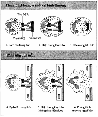 Cơ chế gây tổn thương.