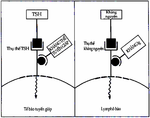 Sơ đồ cơ chế phản ứng quá mẫn typ V