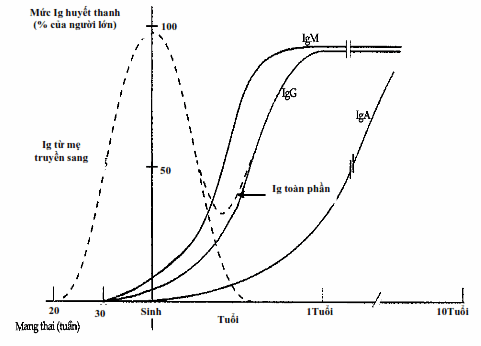 Nồng độ immunoglobulin theo tuổi