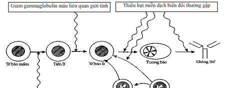 Sơ đồ minh họa các bước trưởng thành của tế bào B và các vị trí mà thiếu hụt kháng thể có thể xảy ra