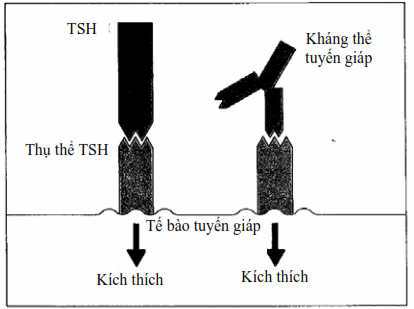 Phản ứng tự miễn.