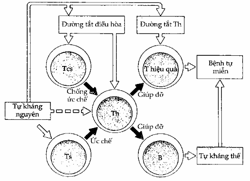 Bệnh tự miễn do mất kiểm soát phản ứng tự miễn.