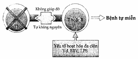 Khởi động phản ứng tự miễn bằng đường tắt 2 đối với tế bào T