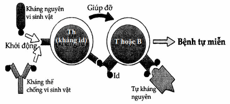 Khởi động phản ứng tự miễn bằng con đường idiotyp