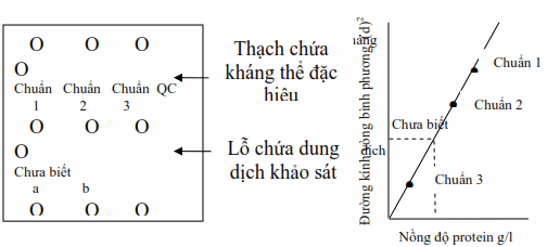 Đường chuẩn dùng trong định lượng protein đặc hiệu bằng khuyếch tán đơn, kỹ thuật Mancini