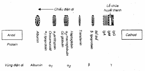 Nguyên lý của điện di protein huyết thanh.
