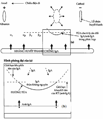 Nguyên lý của điện di miễn dịch. (b là hình phóng đại của a).