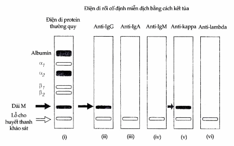 Định tính một dải M bằng phương pháp cố định miễn dịch.