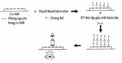 Miễn dịch huỳnh quang gián tiếp.