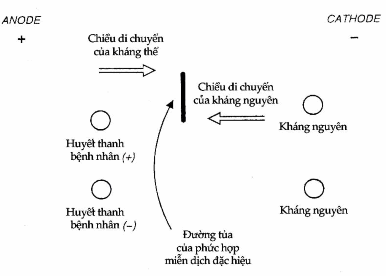 Điện di miễn dịch ngược dòng