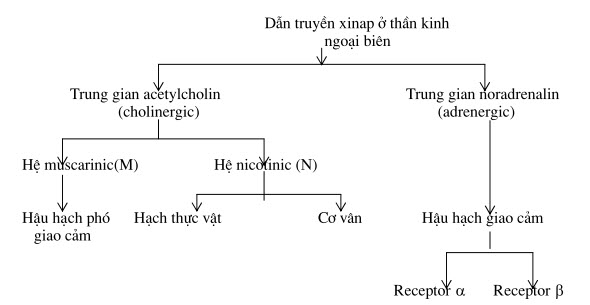 Ngăn cản thu hồi chất dẫn truyền thần kinh về ngọn dây thần kinh