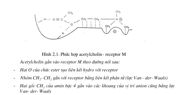 Một phân tử thuốc có thể gắn vào receptor