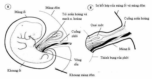 Sơ đồ phôi tuần thứ 5, thấy các cấu trúc đi qua vòng rốn