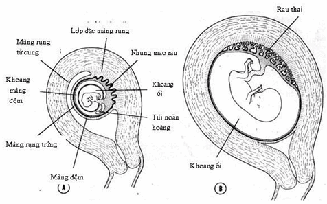 Sơ đồ mối quan hệ giữa các màng thai và thành tử cung.