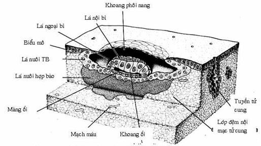 Xâm nhập vào nội mạc tử cung của phôi người bảy ngày rưỡi