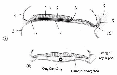 A. Sơ đồ cắt dọc qua phôi ngày thứ 17, B. Sơ đồ cắt ngang qua phần đầu phôi ngày thứ 17