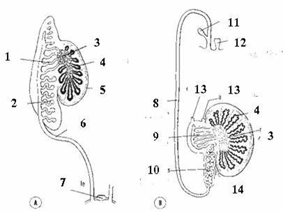 Đường sinh dục nam