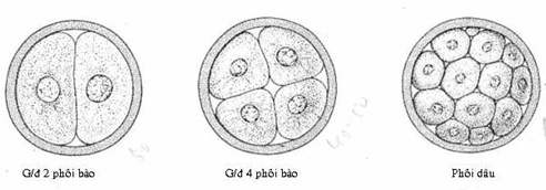 Phát triển của hợp bào từ giai đoạn hai phôi bào đến giai đoạn phôi dâu