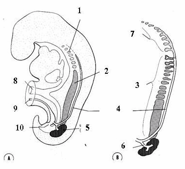 Sơ đồ bài tiết của tiền thận