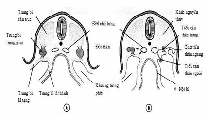 Cắt ngang qua phần cổ phôi ở các giai đoạn khác nhau thấy sự hình thành ống thận