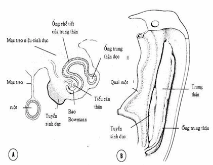 Mối liên quan giữa tuyến sinh dục và trung thận