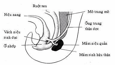 Mối liên quan giữa ruột sau và ổ nhớp của phôi ở cuối tuần thứ 5