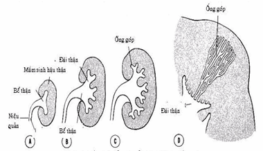 Phát triển của bể thận, đài thận, ống góp