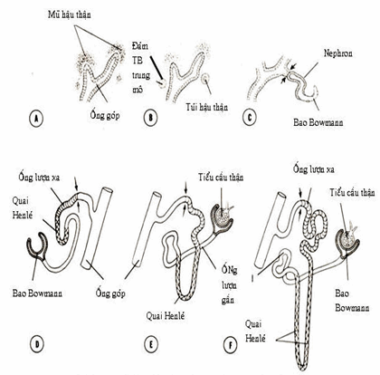 Phát triển của một đơn vị chế tiết của hậu thận.