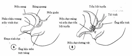 Xoang niệu sinh dục chia thành 3 đoạn